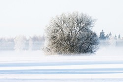 Dreamy winter landscape with a lonely large bush on a cold morning in Estonia, Northern Europe.