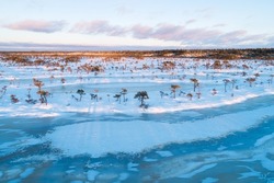 Wintry bog with frozen bog lakes and small pines during a beautiful sunset with pastel colors in Soomaa National Park, Estonia.
