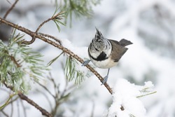 European songbird Crested tit, Lophophanes cristatus stopping on a snowy Pine branch in a wintery boreal forest.	