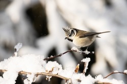 A small passerine European Crested tit, Lophophanes cristatus perched on a snowy twig during a sunny winter day in boreal forest	