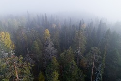Colorful pristine taiga forest on a cliff near Päähkänäkallio in Northern Finland in Oulanka National Park during a foggy sunrise morning in autumn foliage.	