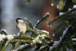Curious Marsh tit, Poecile palustris on snowy Spruce branches during a sunny day in a wintry boreal forest.	