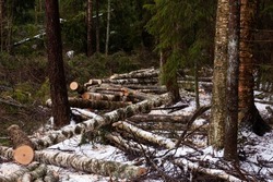 Freshly felled logs in a wintry boreal forest	