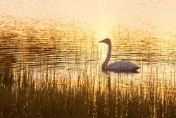 An adult Whooper swan swimming on a small lake during a beautiful sunset near Kuusamo, Northern Finland	