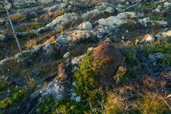 An aerial of a large anthill on a mineralized clear-cut area near Hossa, Northern Finland