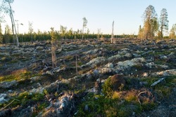 A high-angle shot of a large anthill on a mineralized clear-cut area near Hossa, Northern Finland