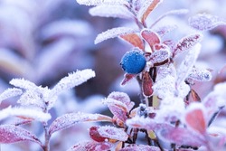 Frosty Bog bilberry leaves during a cold autumn morning in Salla National Park, Northern Finland