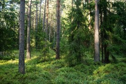 An aged coniferous forest on a late summer evening in Northern Latvia, Europe