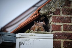 A family of curious squirrels made its nest in a high gutter, right in a gap underneath the tiles of the roof and next to the uppermost part of the brick wall. 