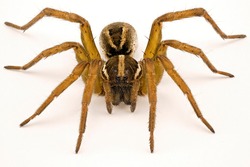 Close up of a wolf spider isolated on a white background to show all the details