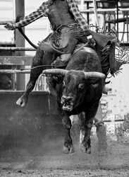 A furious wild bucking bull trying to unseat his cowboy rider at an Australian country rodeo
