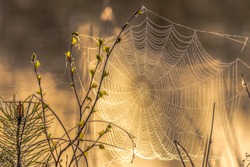 A spectacular sunrise on a river with a spider web on which the focus is placed.