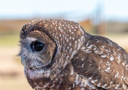 Side View of a California Native Spotted Owl