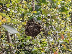 Brown birdnest hanging on the tree made of small, delicately woven branches on a tree in the park.
