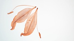 Pressed and dried delicate Lilies Lilium Lily flower and leaves isolated from background. For use in scrapbooking, floristry or herbarium.