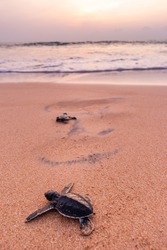 Baby Sea Turtle joining the ocean in Sri Lanka with a sunset