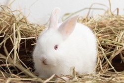 Little white rabbit sitting on straw nest with congrete background. It's small mammals in the family Leporidae of the order Lagomorpha. Animal studio portrait.