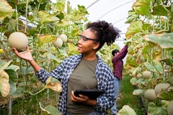 Portrait of Africa American farmer and diverse woman check quality products in melon farm examining crop at gardener. Agribusiness and transportation business concept.