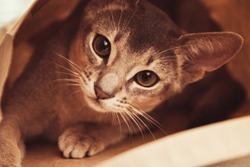 Abyssinian cat sitting inside a kraft package paper bag and looks out of it, selective focus