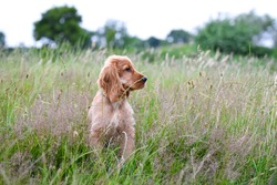 Golden Cocker Spaniel dog sitting in long green grass and heather flower