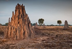 Cathedral termite mounds (Nasutitermes triodae), Northern Territory, Australia