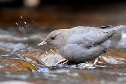 An American Dipper searches for food along a stream in the Rocky Mountains of Colorado.