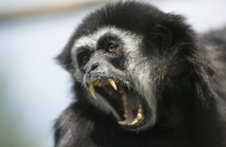 Screaming monkey. Face of wild animal showing its fangs. Very shallow depth of field