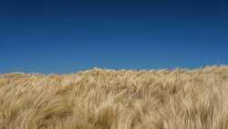   landscape view of a golden long grass field with a blue sky behind                              
