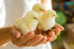 Realistic color of close up and side view of triple newborn yellow chicken on the hand of farmer and on natural background, yellow chick, yellow little chicken