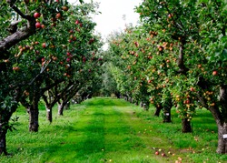 Autumn apple tree grove in Surrey, England
