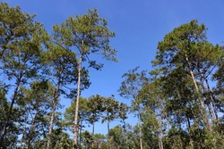Pine tree against the sky ,blue sky , green