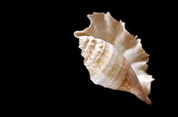 Large shell of Conch kind (seashell) on the deep black background. Text space. Top view.