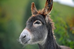portrait of a donkey,donkey head