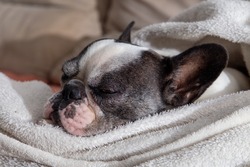 Black and white french bulldog sleeping with white blanket on top. close up.