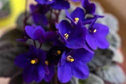 Purple African violet (Saintpaulia) flowers and green foliage in a pot.  A close-up view of potted fresh blooming purple home plant, with defocused background. Tropical violets on the window sill. 