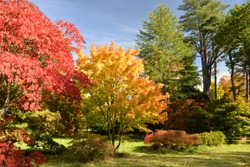 Autumn Leaves, Maple Trees at Westonbirt Arboretum, Gloucestershire, England, United Kingdom, Europe