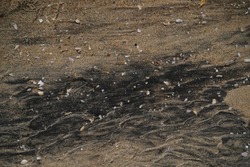 Grainy sand with shells and pebbles texture photo. Seaside sand surface top view

