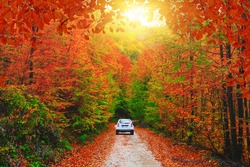 Car driving on the road in the forest in autumn season. Autumn colors bring the forest to life. Autumn landscape in the deep forest. Autumn view on a sunny day. Domanic, Kutahya, Turkey.
