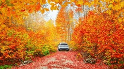 Car driving on the road in the forest in autumn season. Nature adventure in colorful fall forest. Autumn colors bring forest to life. car drive on beautiful mountain road. autumn view in germany.
