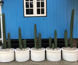 Cactus in white pots, in order of 5 pots.