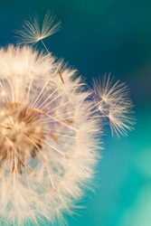 dandelion flower with seeds ball close up in blue bright turquoise background  vertical view