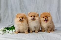 three small red fluffy pomeranians sits on a gray background with white tulips. High quality photo