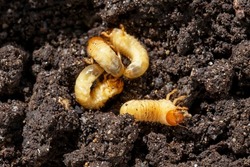 Beetle Worm or Scarab Beetle in soil on farm is dangerous insect pest with Mango tree borer. Batocera rufomaculata for eating as food edible insects, it is good source of protein. Entomophagy concept.