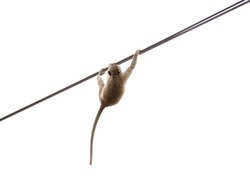 Monkey swinging on rope  isolated on white background  with copy space