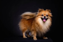 Lovely Pomeranian dog looks at camera on black background. Cute dog standing on black box. Charming doggy has beautiful brown hair or brown fur. It looks innocence, magnificent. It sticking out tongue
