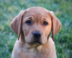 Closeup of isolated fox red Labrador retriever puppy sitting in the sunshine looking at camera with face in focus and shallow depth of field so green grass is blurry in the background