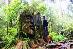 Natural ancient discovery in the forest!
Man looks tree with face in Stanley Park.
Secret  Vancouver.
