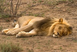 A male lion, one of a pair who've bonded together, sleeps through the afternoon, resting before going out later in the cooler air to hunt in the Madikwe National Park and Game Reserve in South Africa.
