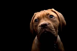 A low key photography portrait shot of Mabel, a 15 week old Dogue de Bordeaux (French Mastiff) puppy, her features defined in stark contrast to the dark background. 