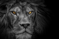 Lion king , Portrait Wildlife animal	